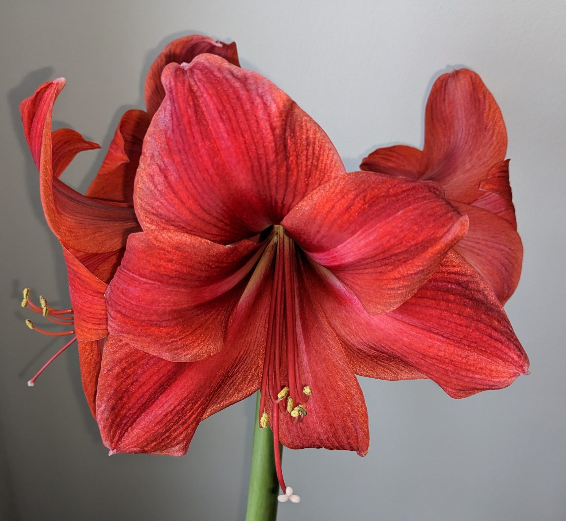 My Amaryllis plant in bloom at Chritmas time