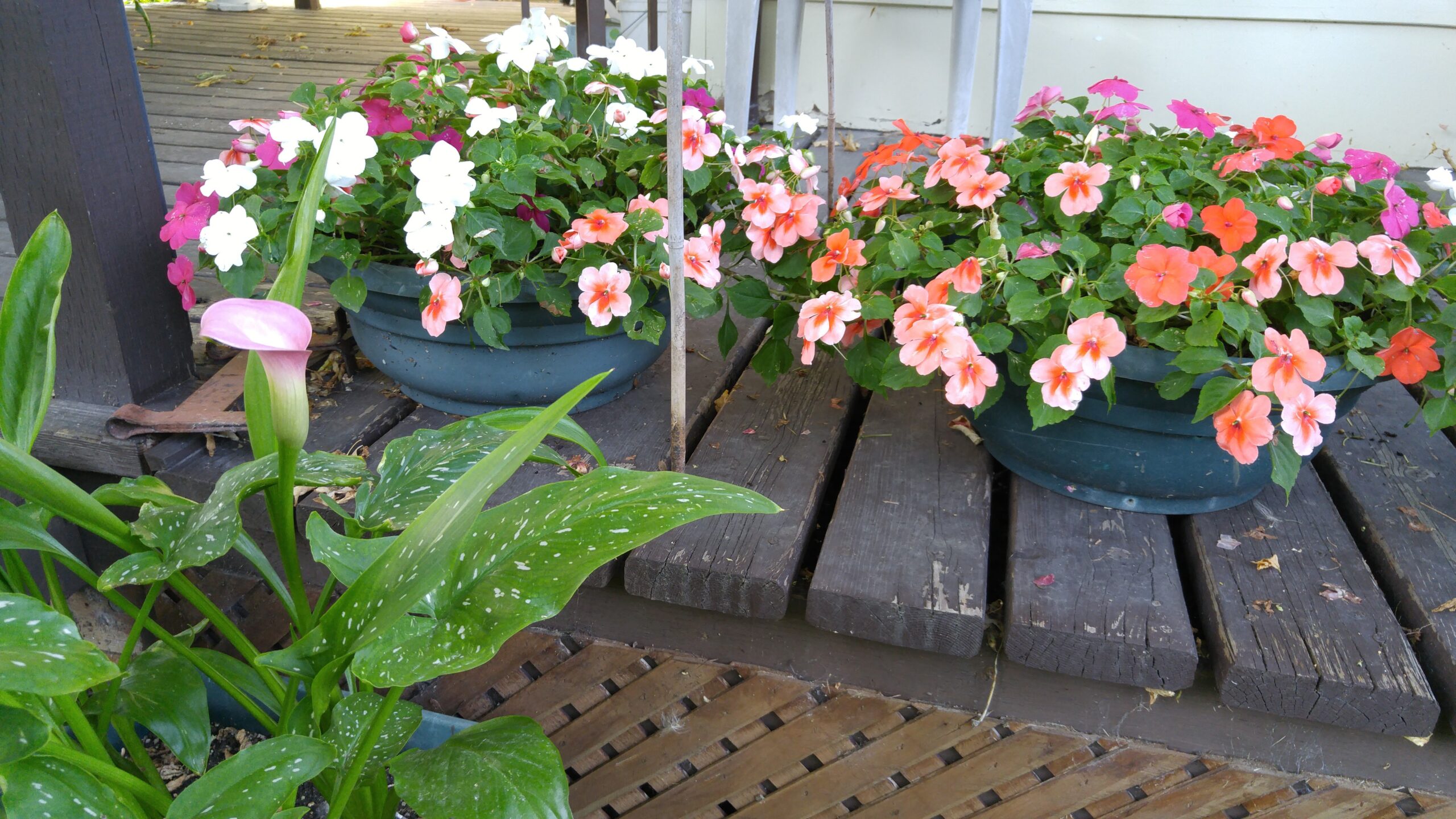 2 Impatience plants and 1 Cally lily growing on my garden deck