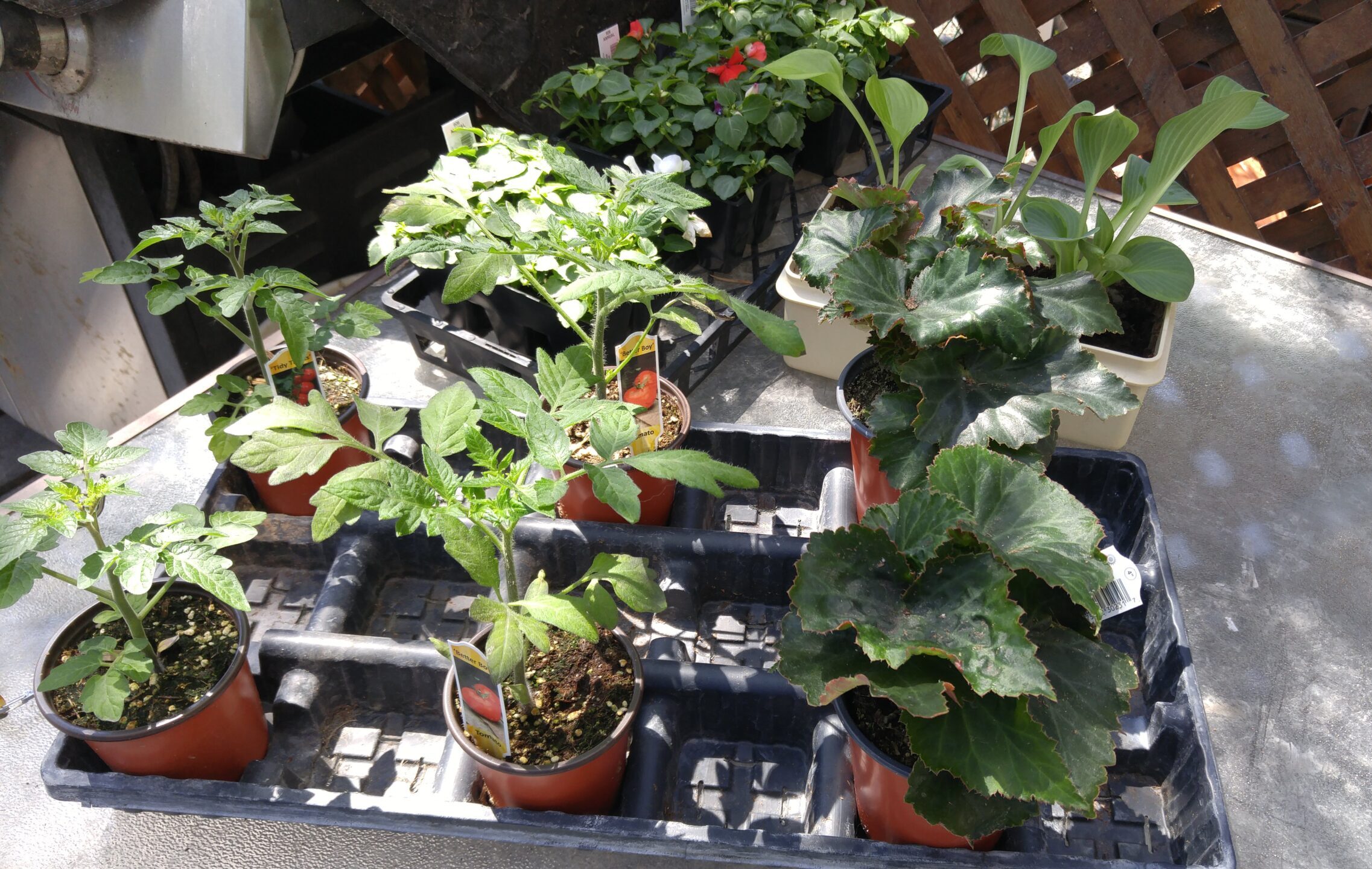 My Bedding plants: Tomatoes, Begonias, Calla lilies and Impatience