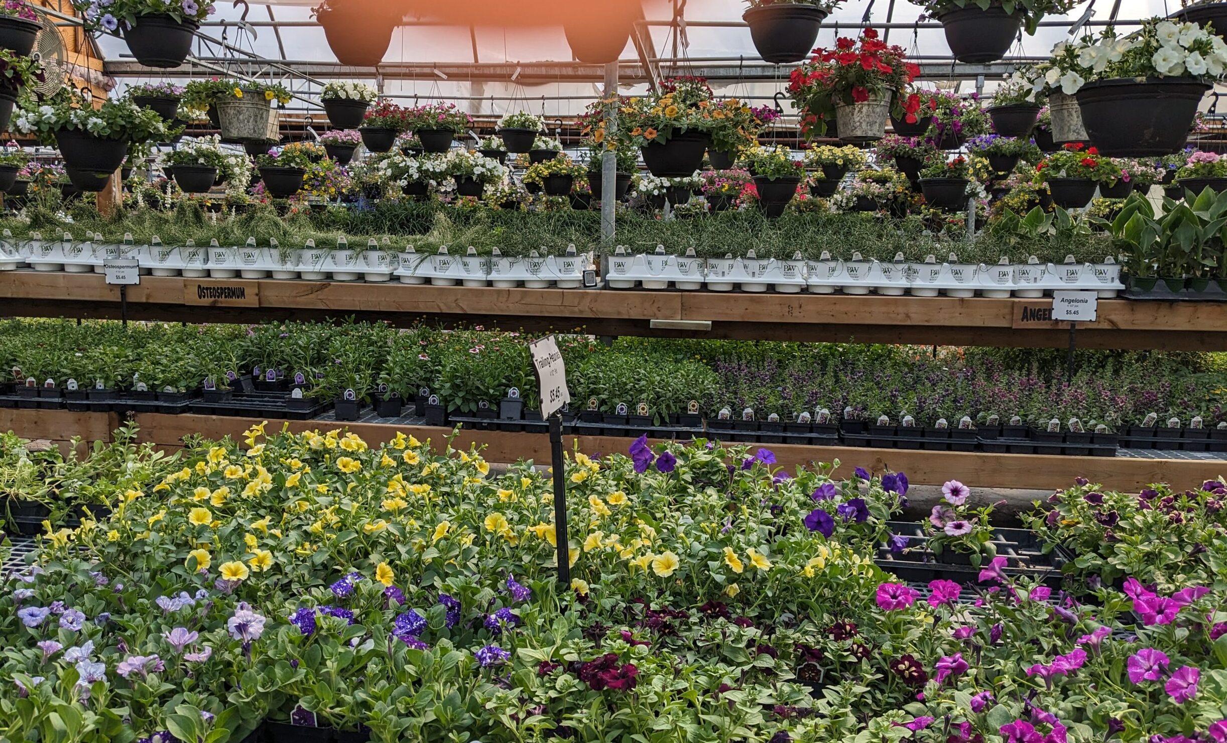 Inside a greenhouse