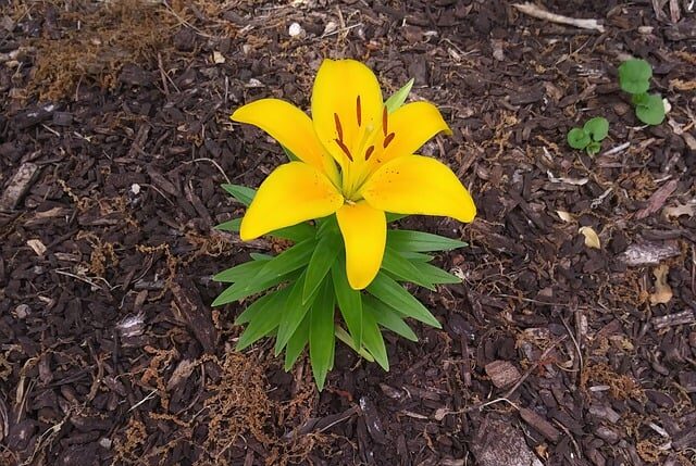 Small yellow lily surrounded by mulch