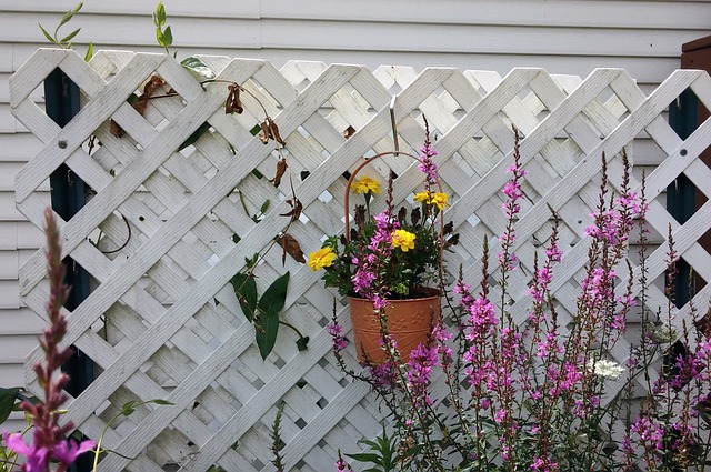 Climbing vine and hanging planter on a trellis