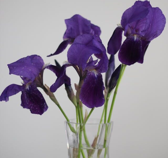 Purple Irises in a vase