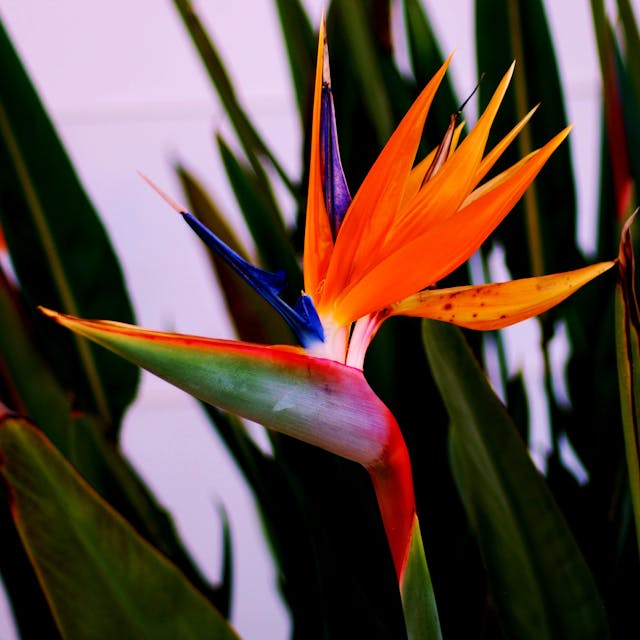 Bird of Paradise tropical flower