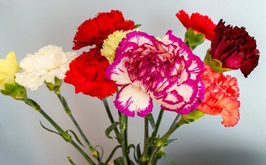 Carnations for office staff