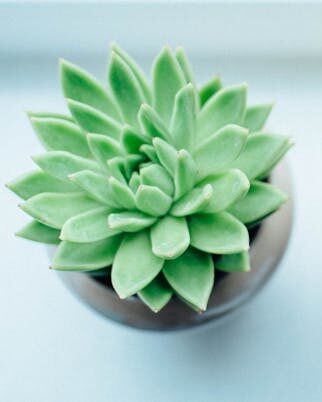 Succulent plant sitting on a desk