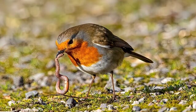 A Robin with an earthworm, ready to eat.