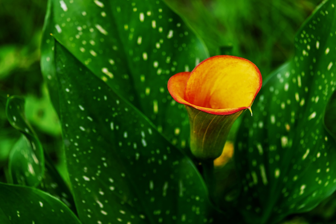 Single blooming calla lily with foliage.