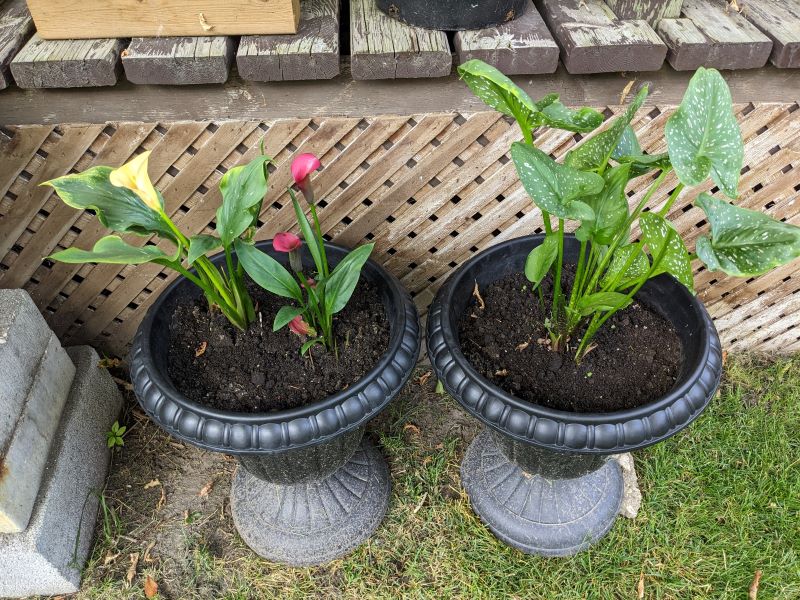 Current blooming calla lilies in the garden.