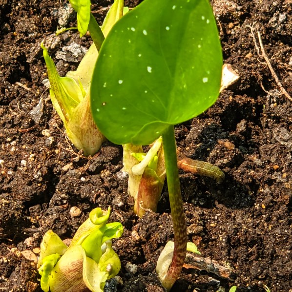 Another view of deformed calla lily buds.