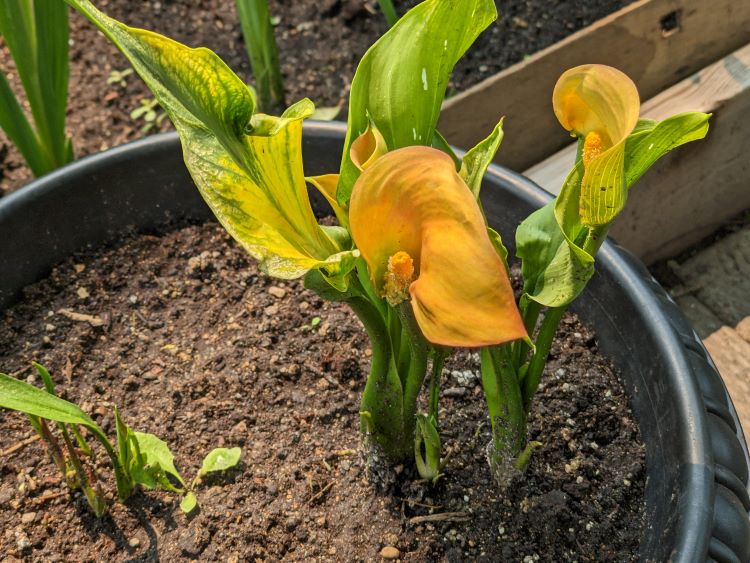 Early growth stage of calla lilies.