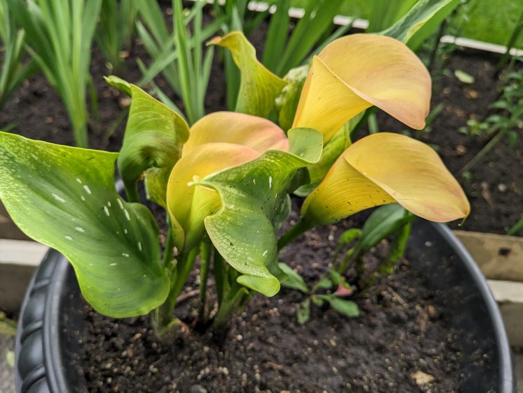 Early growth stage of calla lilies.