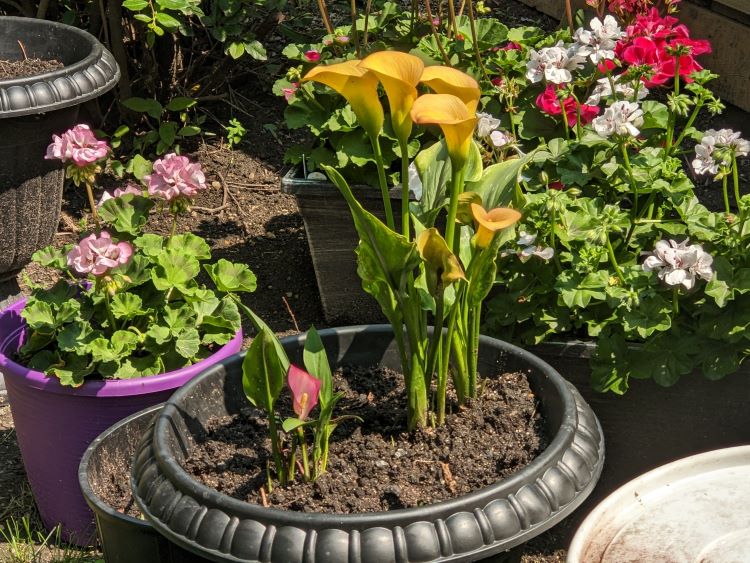 Healthy calla lily plant.