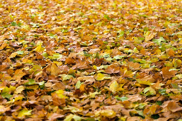 Lawn covered in leaves.