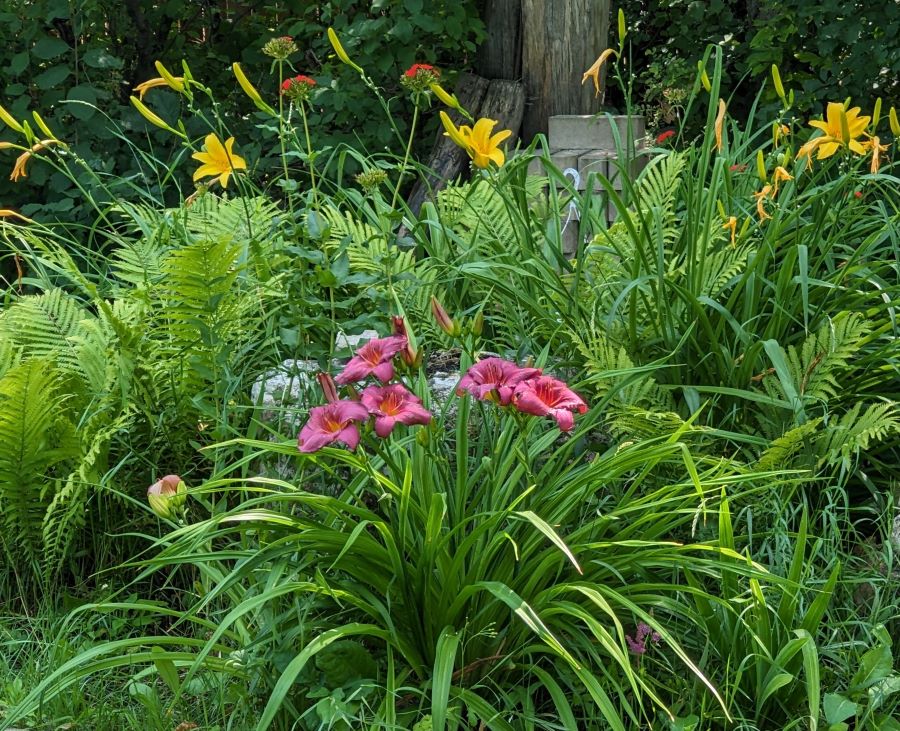 A daylily garden in bloom