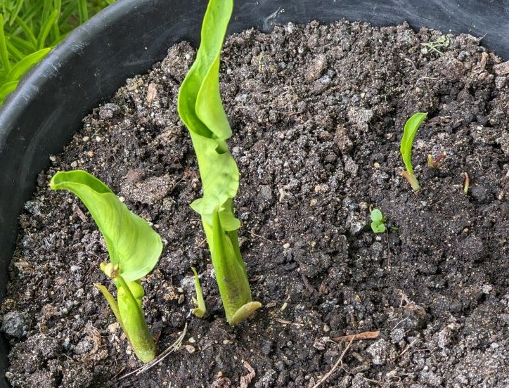 First calla lily to sprout.