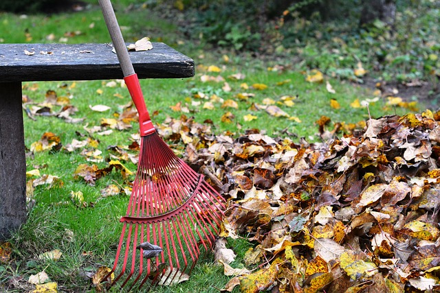 Raking up a small piles of leaves.