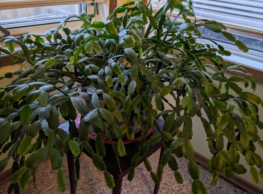 A vibrant Christmas cactus with lush green leaves.  This plant exudes a sense of joy and resilience, symbolizing the uplifting power of nature.