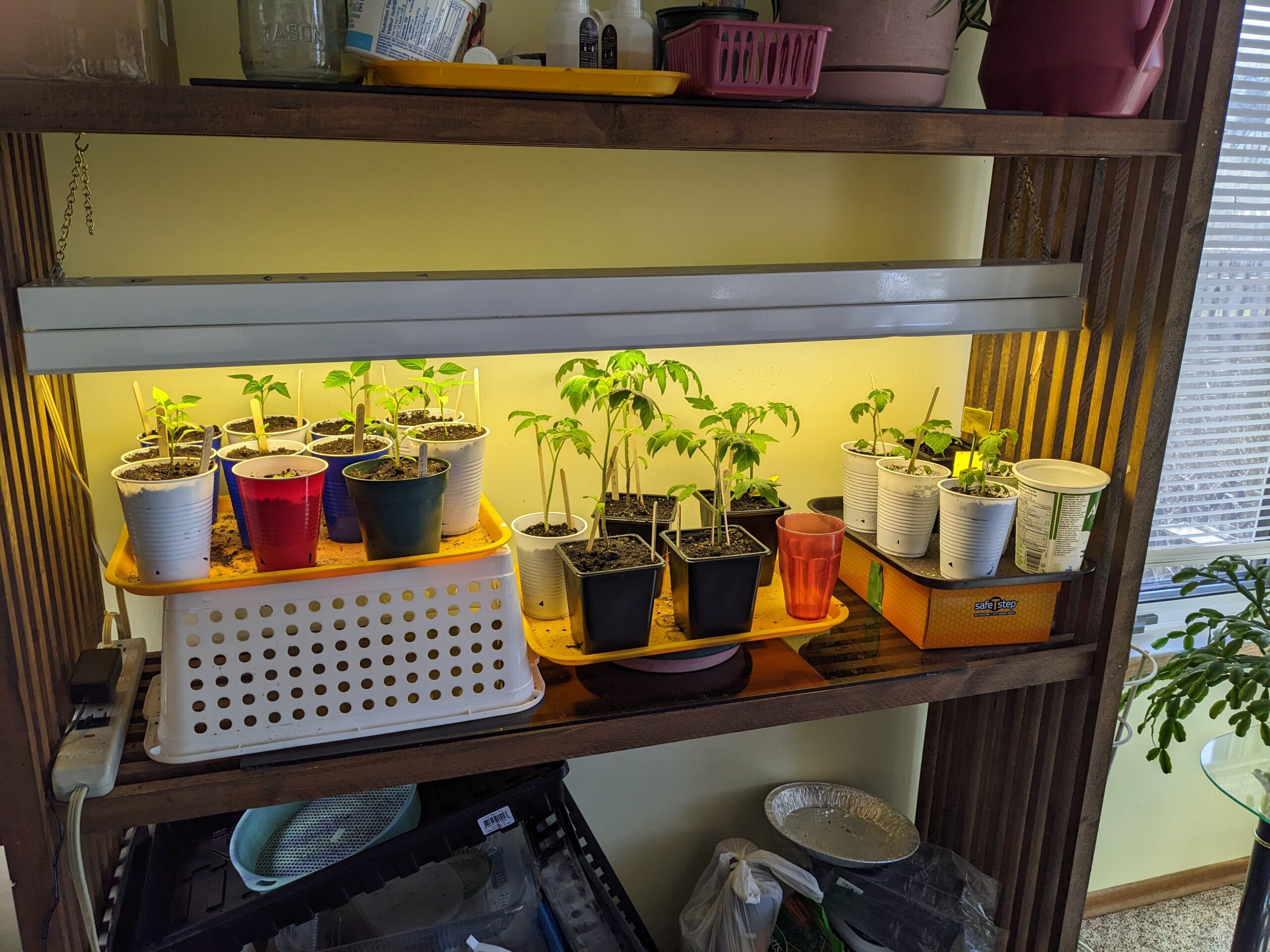 Young tomato and pepper plants growing under lights indoors, crowded and tall on a wooden shelf.