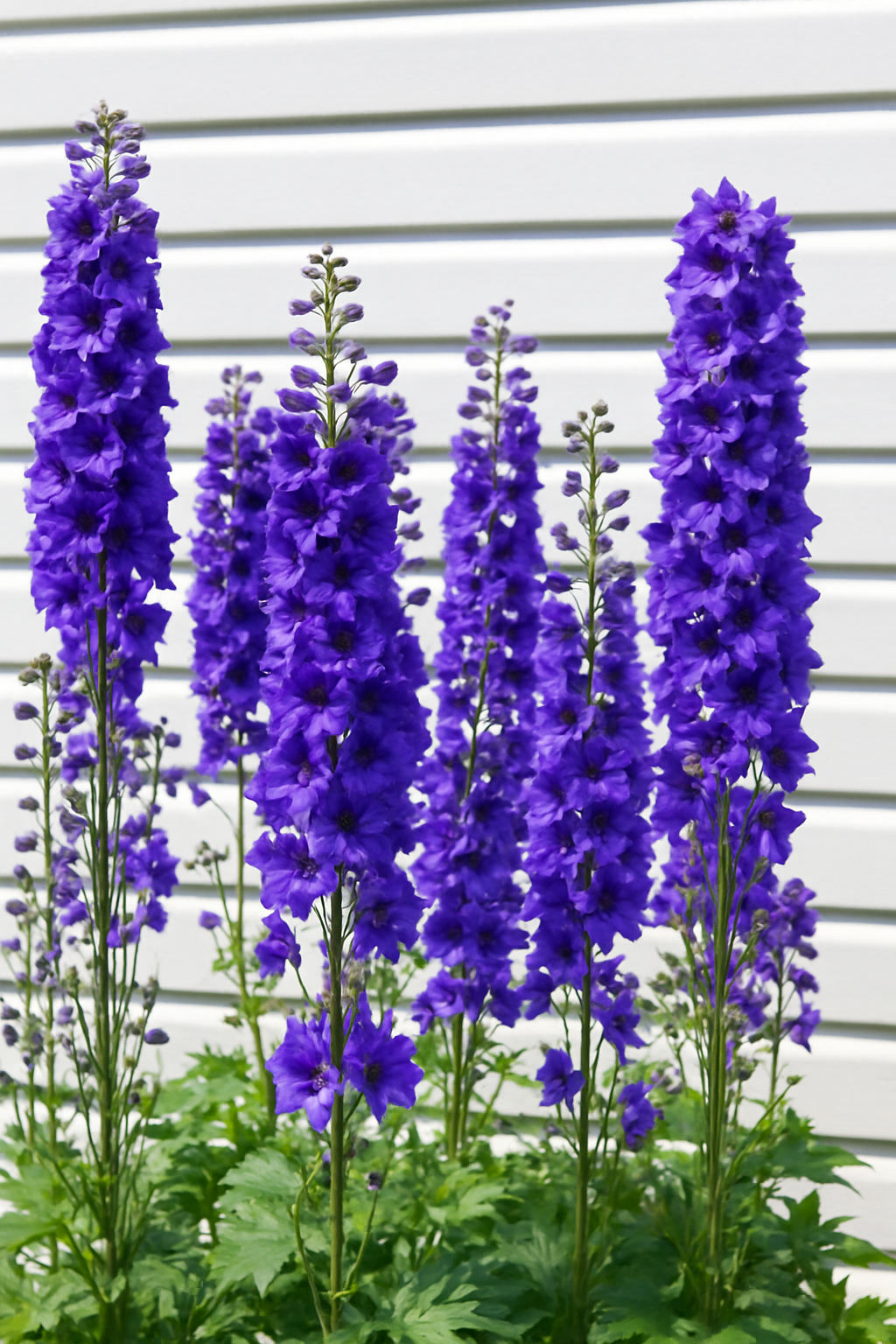 Tall blooming delphinium plants with purple and blue flowers standing upright in a summer garden, thriving after past weather and insect damage.