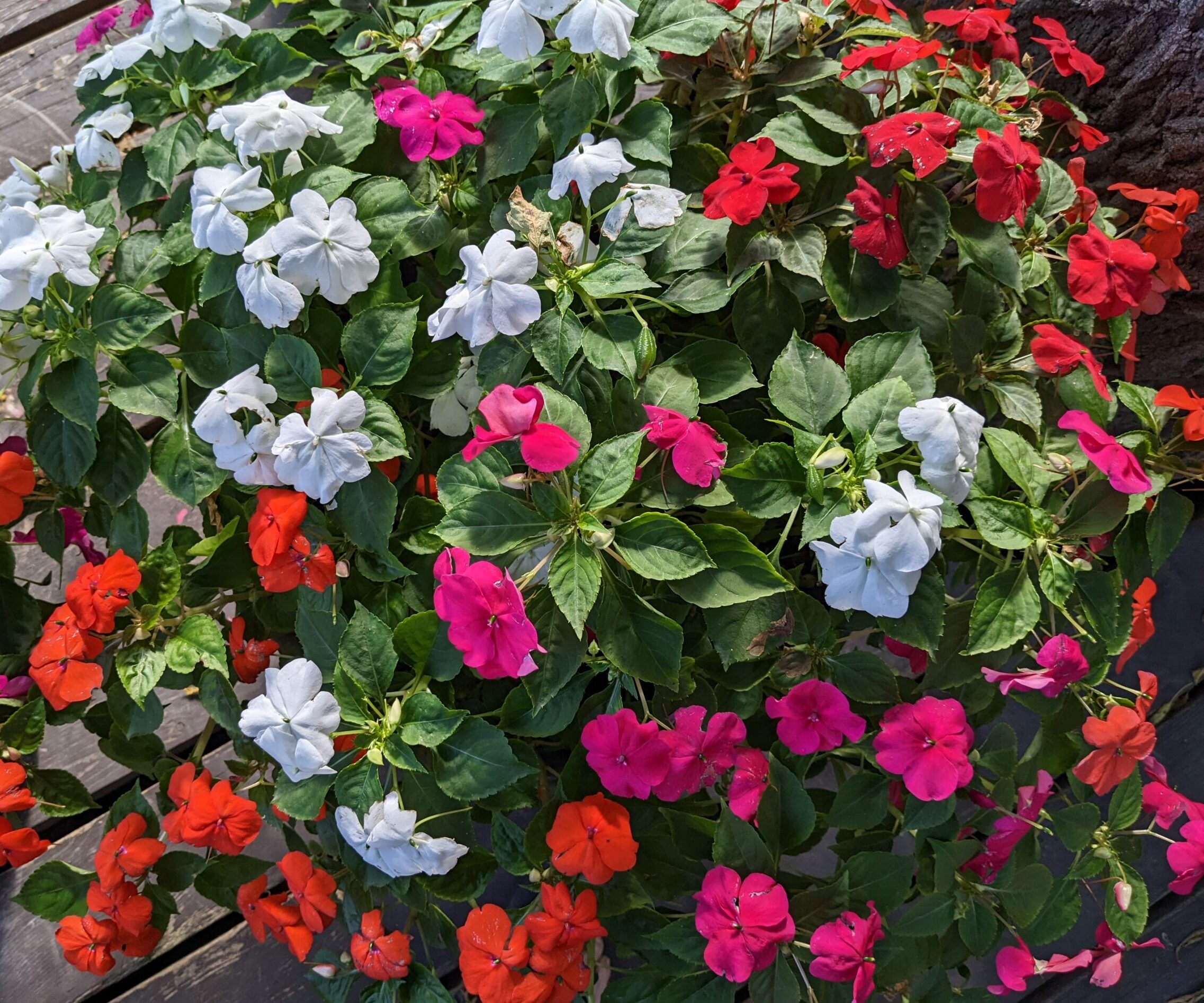 Colorful impatiens in full bloom, including shades of red, pink, white, and orange, thriving in shaded patio pots.