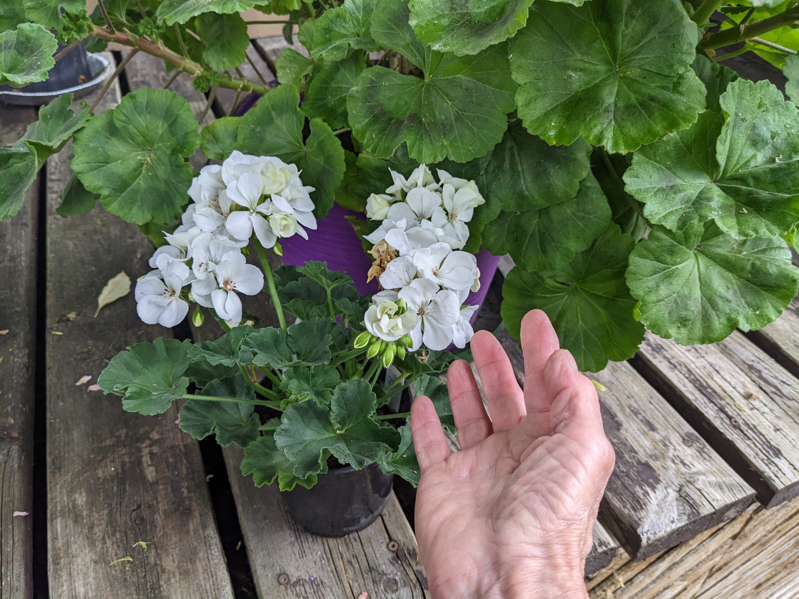 A white geranium blooming in front of two lush, leafy pink geranium plants that were overwintered indoors.