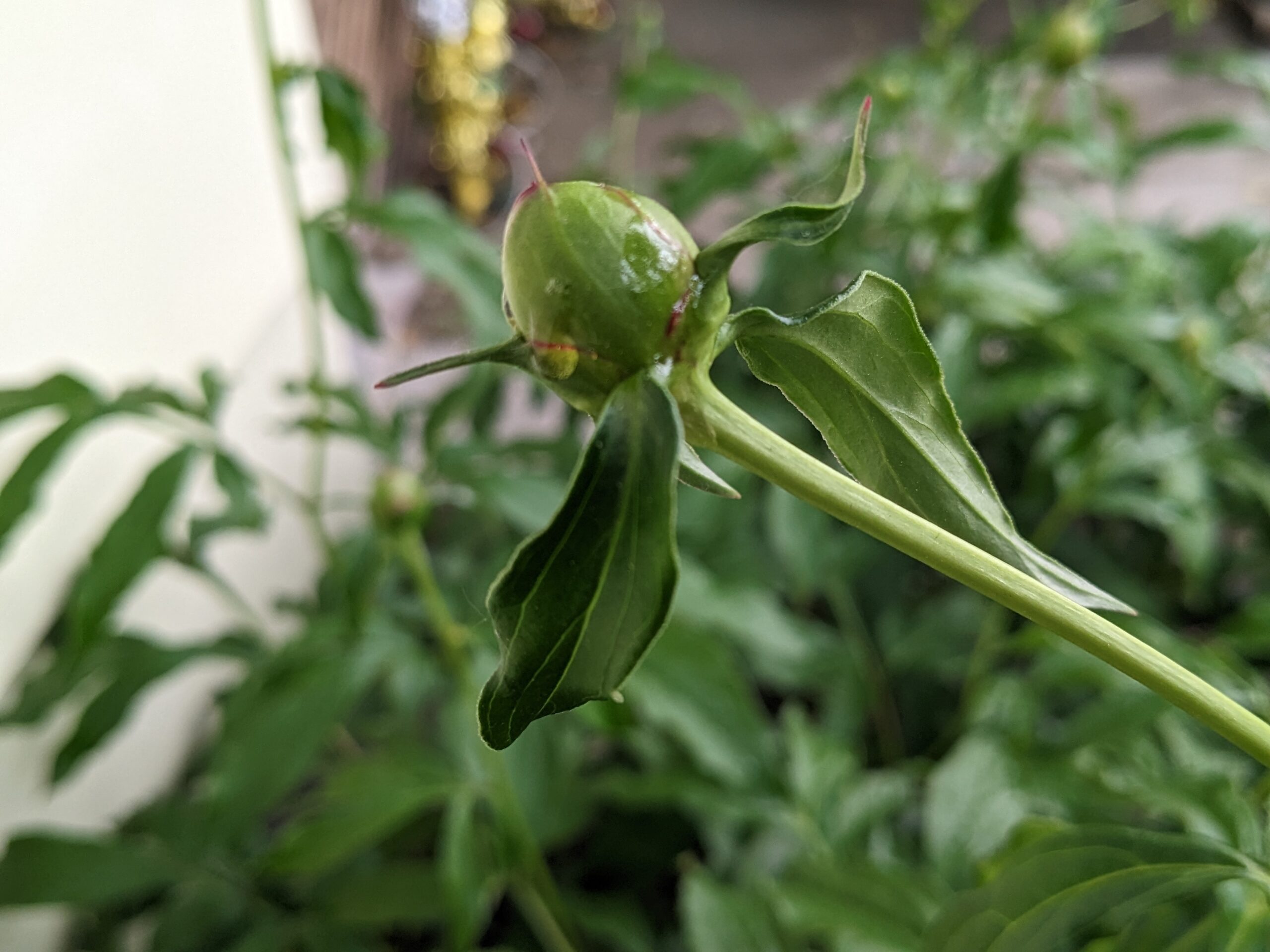 A close-up of a peony bud about to bloom, surrounded by healthy green foliage.
