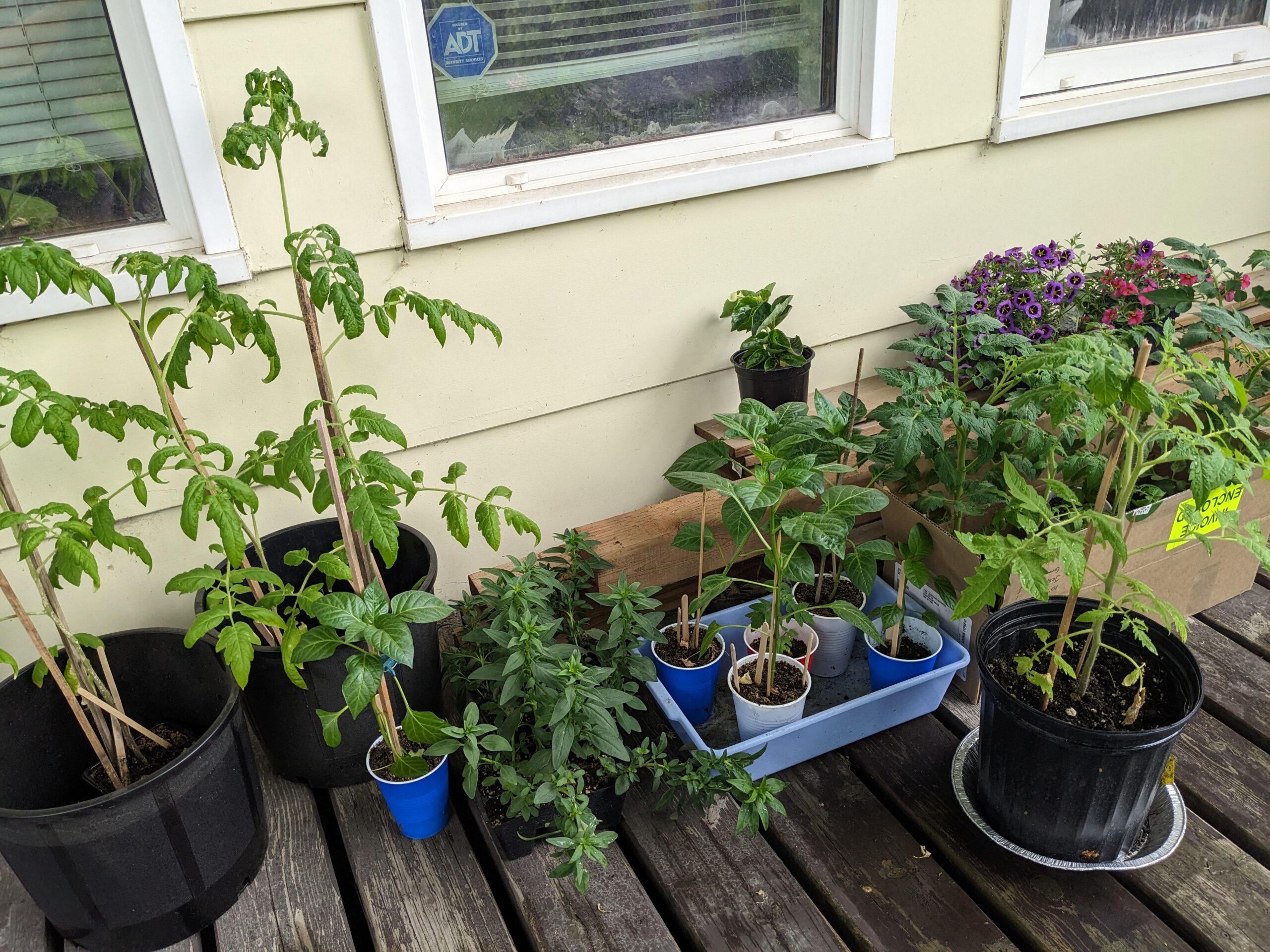A group of young vegetable plants in pots on a wooden deck, hardening off before transplanting.