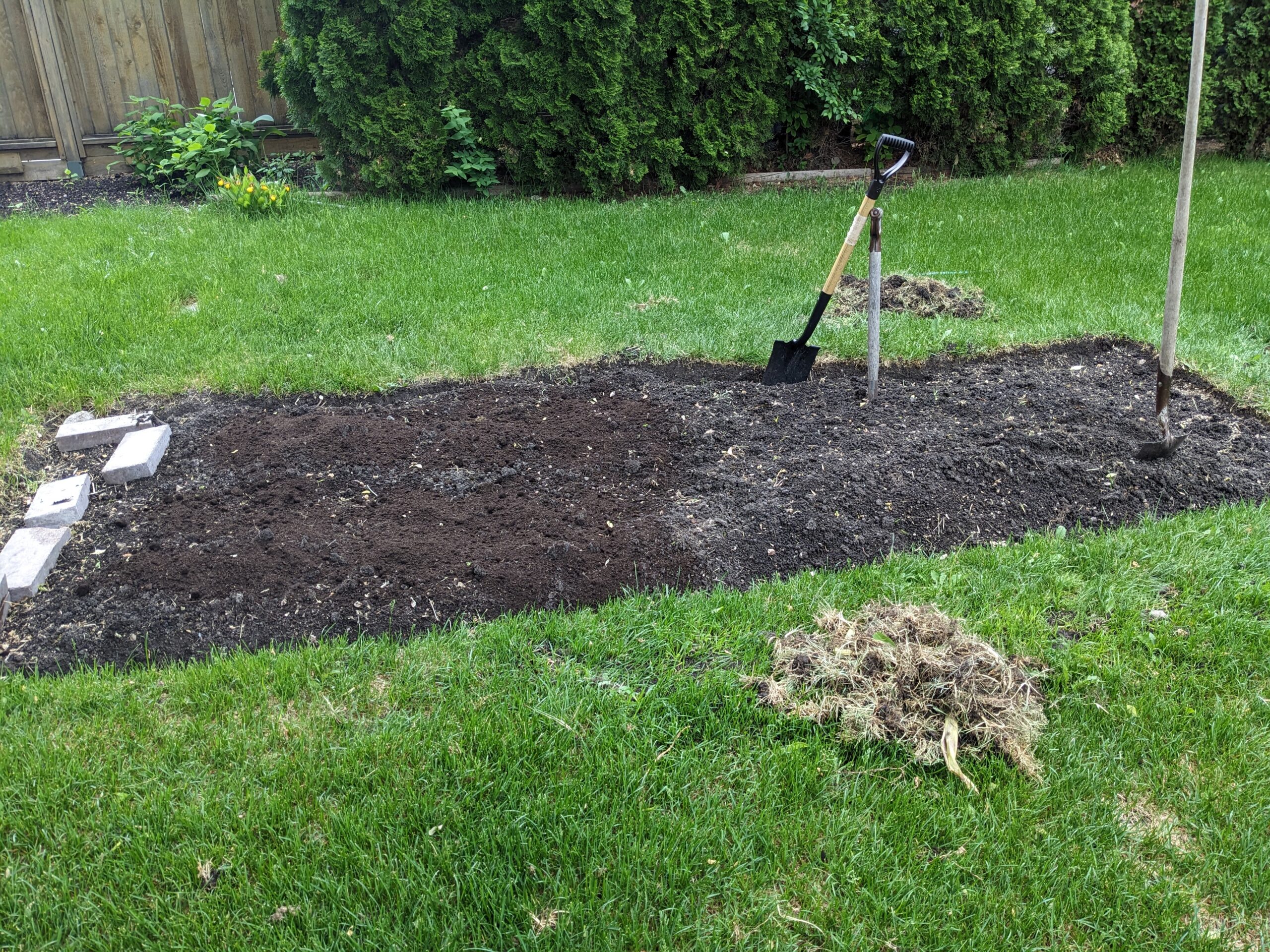 A freshly dug vegetable bed with garden tools stuck in the soil and a small pile of grass clumps nearby.