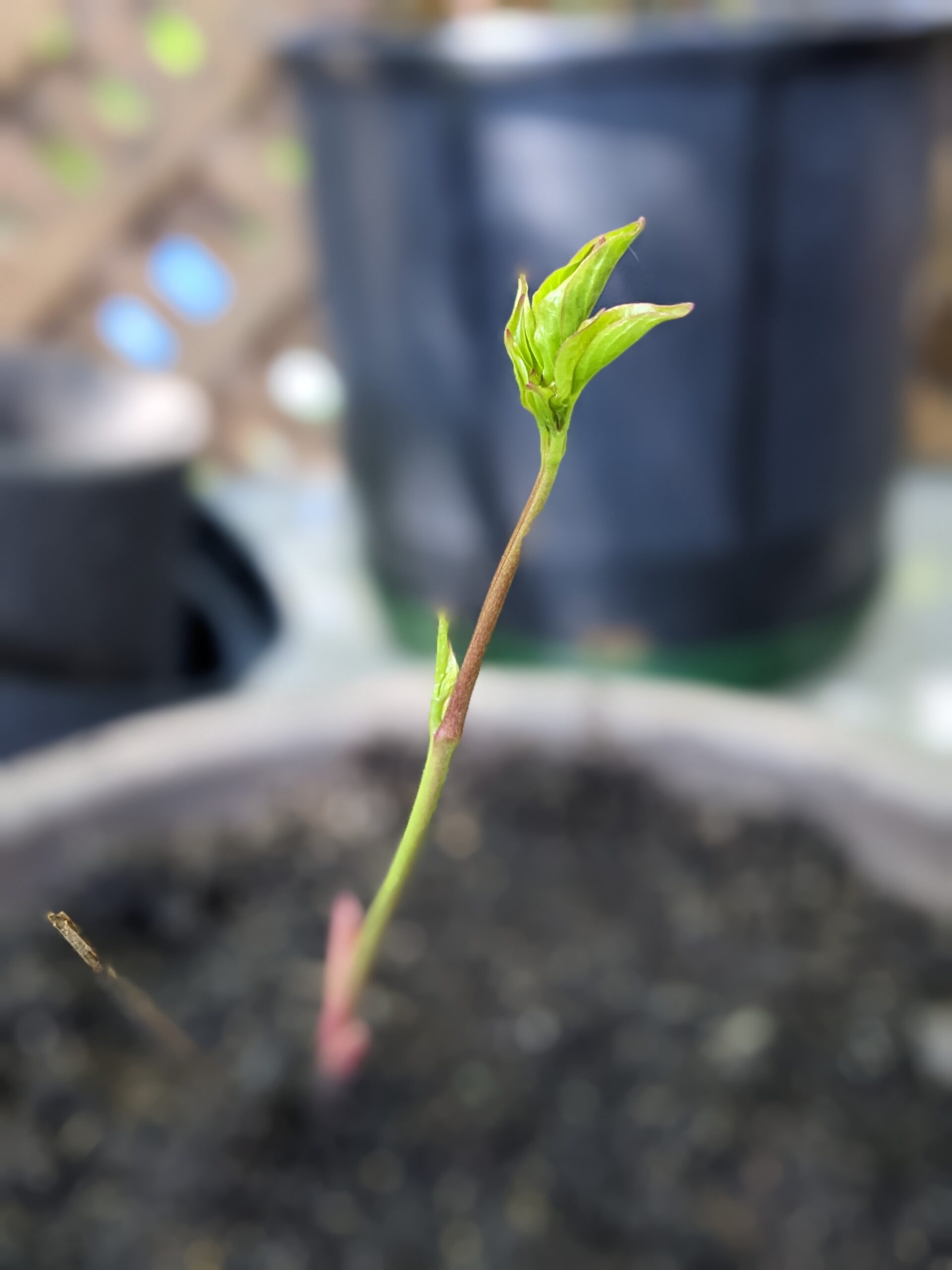 A tiny peony sprout emerging from the soil in a pot, showing early growth.