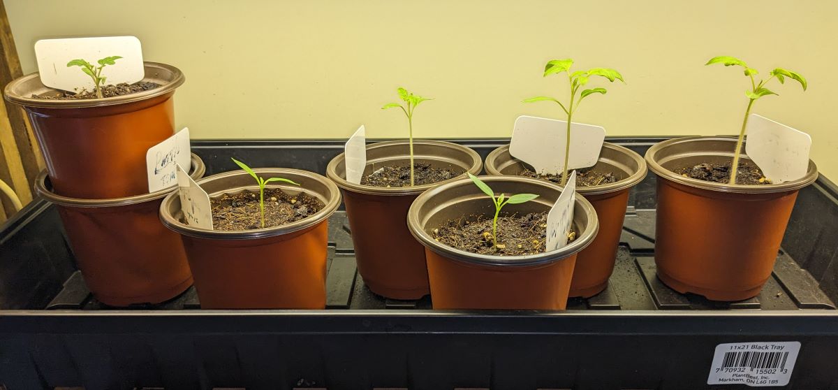 Tomato and pepper seedlings growing indoors under a grow light.