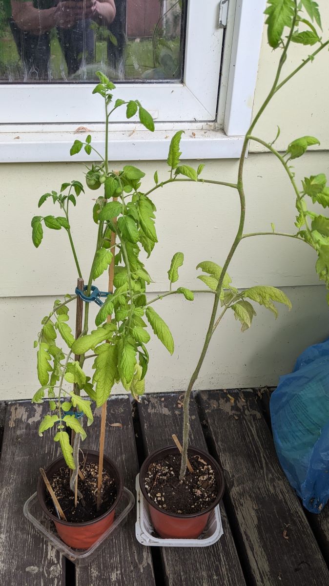 Two tall, leggy tomato plants outdoors in nursery pots waiting to be planted.