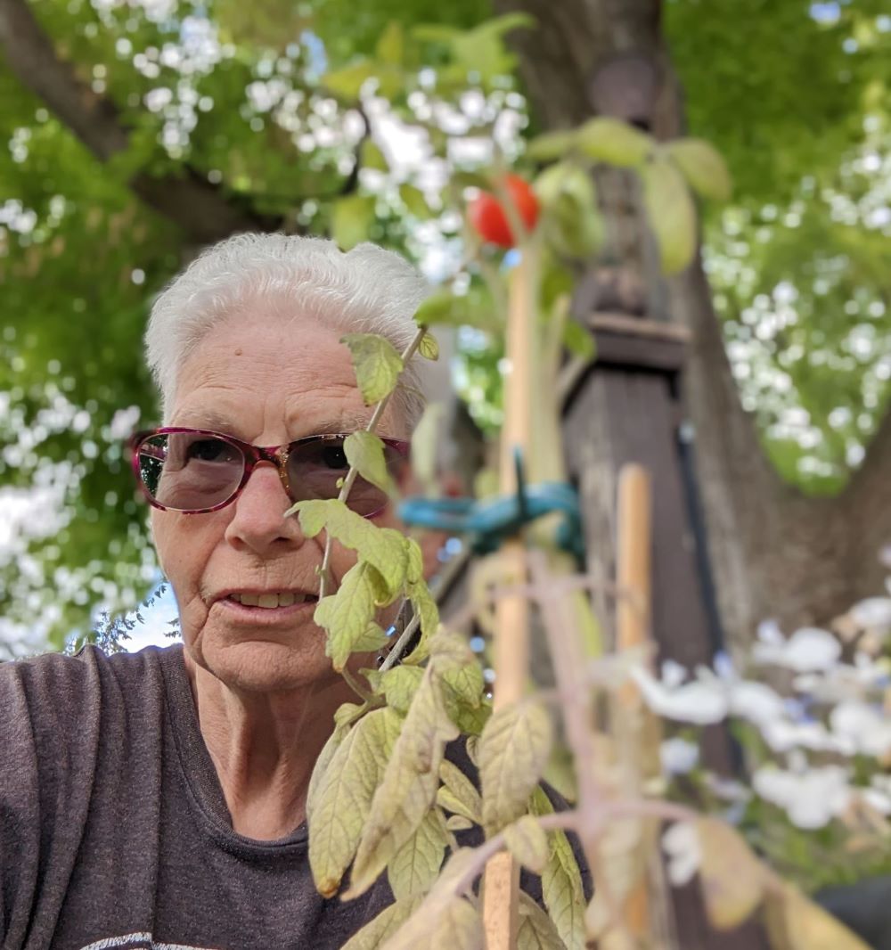 Barb with her experimental tomato plant growing outdoors.