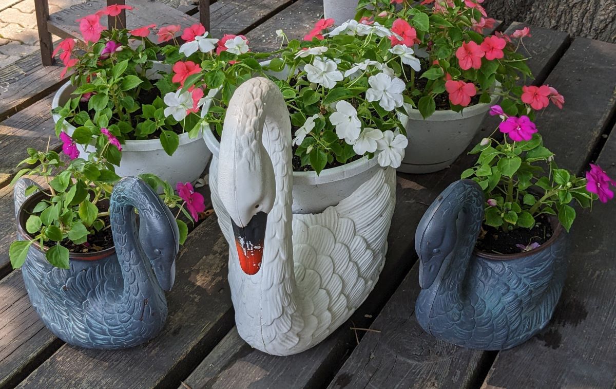 Three swan planters filled with colourful impatiens on a shaded garden deck.